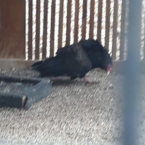 Meet your Posher, Kris